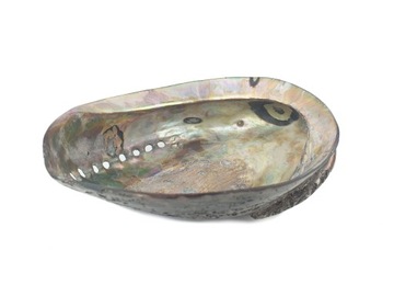 MUSZLA bardzo duża ABALONE polerowana MUSZLE PAUA 18 cm