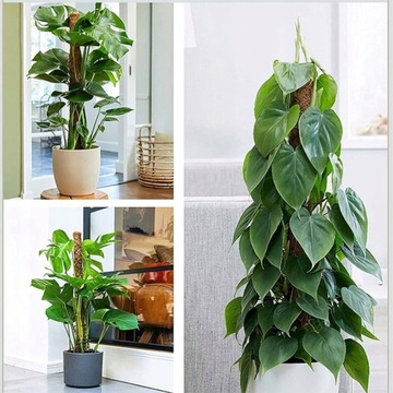 ПОДДЕРЖКА КОКОСОВАЯ ПАЛОЧКА ДЛЯ КРИПЕРА ДЛЯ МОНСТЕРЫ 4 ШТ.