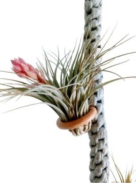 Kwietnik makrama wiszący - Oplątwa (Air plant)