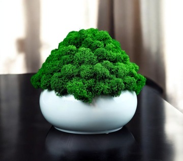 Вазон с мхом разных цветов МИКРОКЛИМАТ