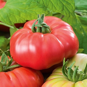 Pomidor Malinowy Ożarowski nasiona warzyw odporny