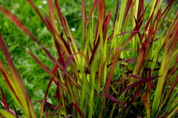 Imperata Cylindryczna Red Baron Czerwona Ozdobna Trawa