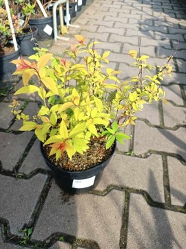Spiraea Japonica Goldflame - Tawuła C2