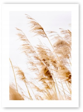 Boho TRAWY brąz plakat obraz 30x40 cm wydruk #20 O