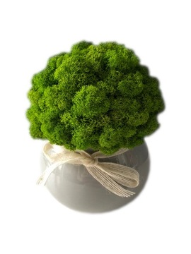 Doniczka z mchem Chrobotkiem dekoracja DOM PREZENT