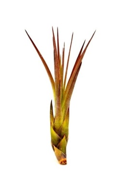 Tillandsia, oplatwa, airplants MELANOCRATER S~10cm