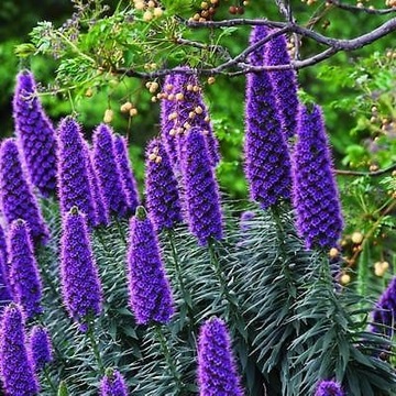 ŻMIJOWIEC WSPANIAŁY ECHIUM FASTUOSUM MROZOODPORNY DO OGRODU NASIONA 5 sztuk