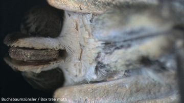 Стереоскопический микроскоп BIOLUX ICD PRO 20x-50x