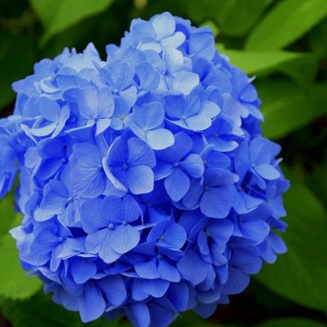 Hortensja ogrodowa Early Blue