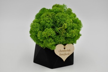 Деревенский лес в геометрическом бетонном горшке