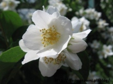 AMLA ЖАСМИНОВОЕ МАСЛО ДЛЯ ВОЛОС ЖАСМИНОВОЕ МАСЛО 200мл