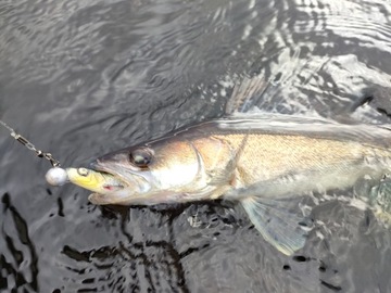 Savage Gear Herring Shad 11см набор из 8 штук для щуки и судака