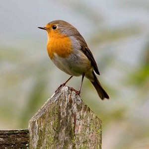 Скворечник BIRDS, домик для маленьких птиц