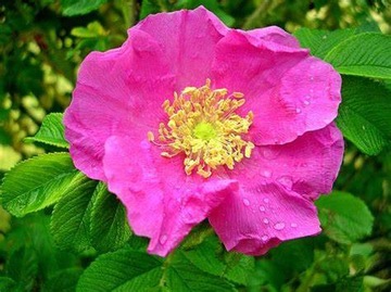 Роза морщинистая ROSA RUGOSA