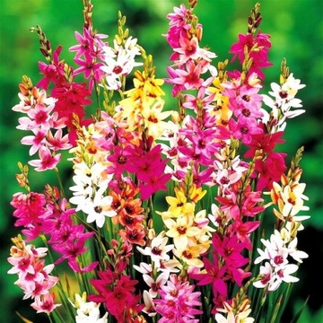 Ixia Iksja Ogrodowa Mieszanka Mix 10 szt. mix