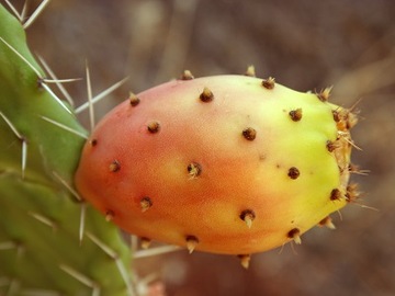 JADALNY KAKTUS MROZOODPORNY CYLINDROPUNTIA IMBRICA 3 NASIONA