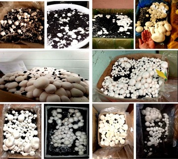 Субстрат БЕЛЫЕ ГРИБЫ БАЛЕТ 3-ФАЗНЫЙ 20КГ С ТЕСТАМИ + ИНСТРУКЦИЯ