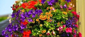 УДОБРЕНИЕ ДЛЯ БАЛКОННЫХ РАСТЕНИЙ ГЕЛАРГОНИЯ SURFINI PETUNI, ЖИДКОЕ 1,3 Л КОМПО