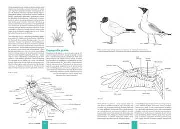 Атлас птиц Доминик Марховски