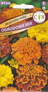 Aksamitka Niska mix koloru długo obficie kwitnie