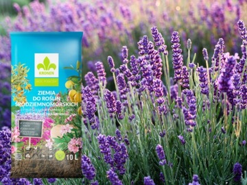 ПОЧВА ДЛЯ ОЛЕАНДРОВ ОЛЕАНДР ОЛИВКИ ОЛИВКИ КРОНЕН