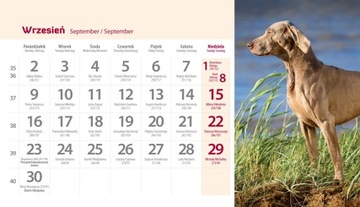 Настольный календарь на 2024 год ФОТО 19,5х11см СОБАКИ СОБАКИ