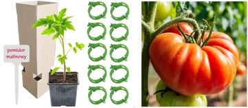 Pomidor MALINOWY OLBRZYM sadzonka w doniczce + Tabliczka + Uchwyty