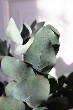 ЗЕЛЕНЫЙ ЭВКАЛИПТ стабилизированный сушеный для вазы.