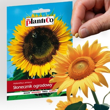 Nasiona warzyw SŁONECZNIK OGRODOWY JADALNY 10g. nasiona PlantiCo