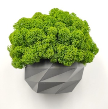 Вазон с мхом хроботек, 18 см, мох хроботек в сером горшке, 3D печать