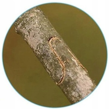 Установите обрезку ножниц ножницы для сада для пылесосов.