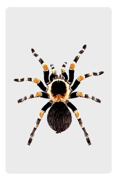 Magnes na lodówkę pająk pająki ptasznik tarantula