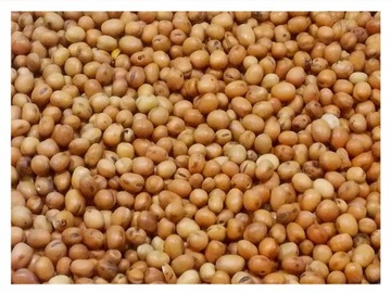 5kg Bobik słodki ziarno zanęta przynęta wędkarska karp karaś