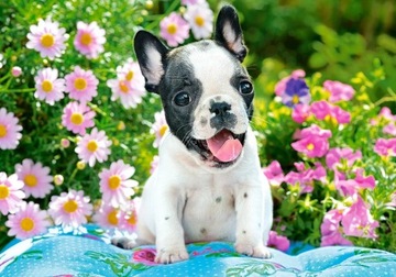 PUZZLE 500 ELEMENTÓW French Bulldog Puppy B-53650