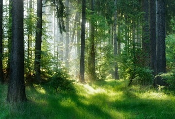 Fototapeta Flizelinowa Świerki - 104x70