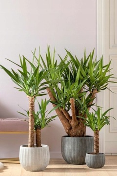 Грунт-СУБСТРАТ для ЗЕЛЕНЫХ растений Palm Juk 5л