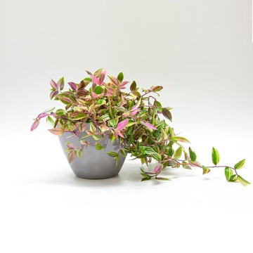 Osłonka Ceramiczna Łódka