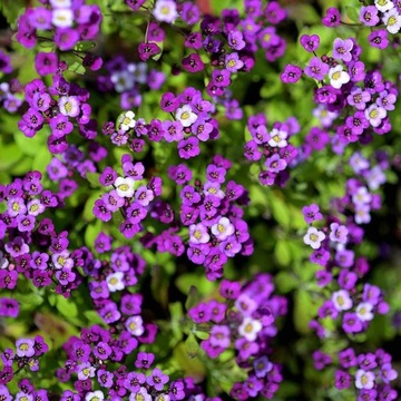 SMAGLICZKA NADMORSKA FIOLETOWA PACHNĄCE KWIATY