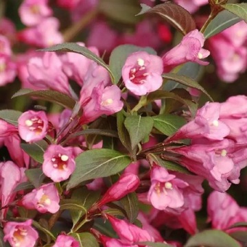 Krzewuszka cudowna Purpurea Nana (C2)
