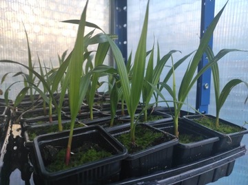 PALMA WASHINGTONIA ROBUSTA, WASZYNGTONIA ROBUSTA NITKOWATA SADZONKA P7