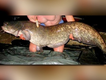 МИСТРАЛЛ АДМУНСОН SEA LINE 0,50мм/1000м