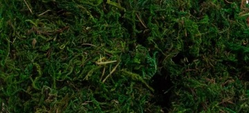 ЗЕЛЕНЫЙ МОХ 50 ГРАММ