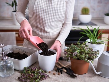 ПОЧВА ДЛЯ ЗЕЛЕНЫХ РАСТЕНИЙ MONSTERY FIXUS PALM 20л + LCA 5л + ПЕРЛИТ 1л