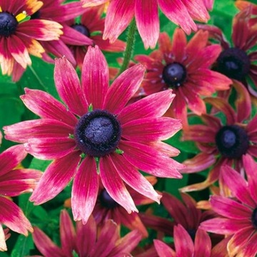 Rudbekia Cherry Brandy - KUSZĄCA URODĄ - Sadzonka