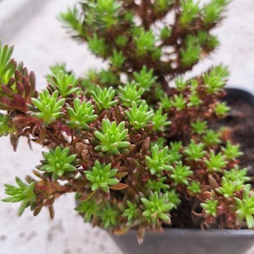 Седум узколепестковый многолетний седум саженцы саженцы растения для сада