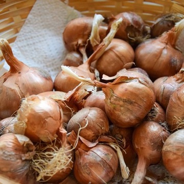 CEBULA DYMKA szalotka GOLDEN GOURMET 0,25kg smaczna zdrowa odporna