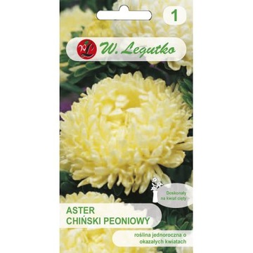 ASTER WYSOKI PEONIOWY ŻÓŁTY 'L