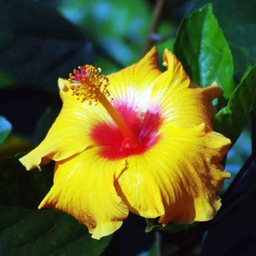 200 szt. Hibiskus koralowy nasiona kwiatów og