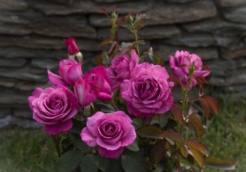 Róża Wielkokwiatowa Lila Wunder