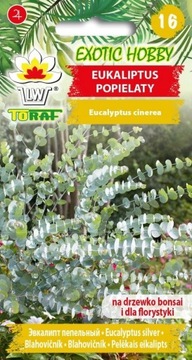 EUKALIPTUS POPIELATY 20 SZT BONSAI EXOTIC HOBBY